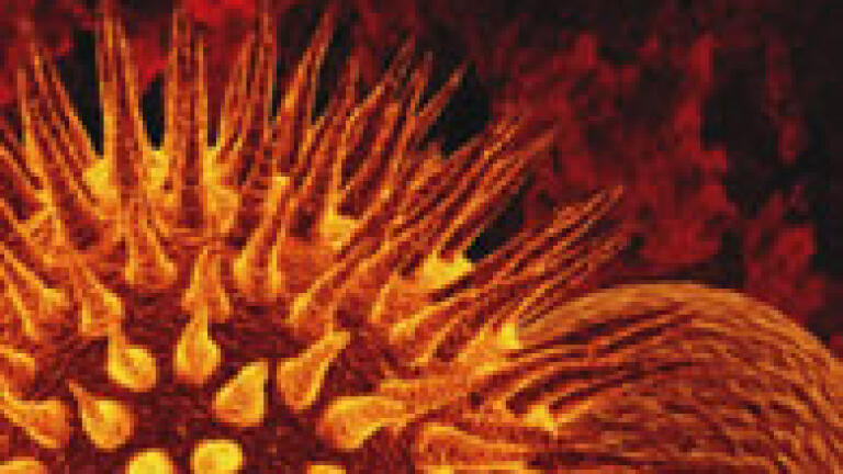 Probing the Interactions Among Three Proteins to Evaluate Whether an Antibody and Inhibitor Compete for the Same Binding Site on an Enzyme