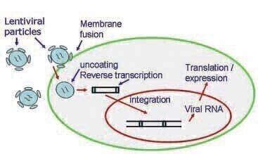 Highly Reproducible Gene Delivery for Stem Cell Research