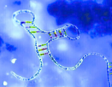 Rationally Designed Research Tool for Stable Expression of Mature MicroRNA