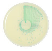 New MRSA Chromogenic Medium