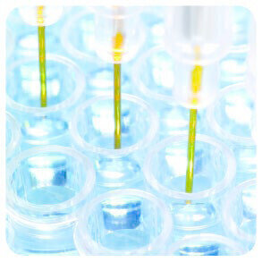 Launch of Protein G Biosensor