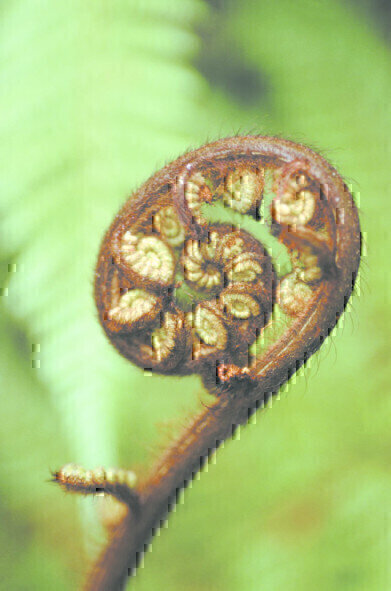 Natural Product Sample Preparation Web Page