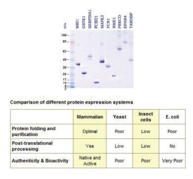 Extensive Range of Purified Full Length Human Proteins