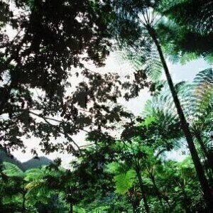 Virgin forest key to retaining biodiversity