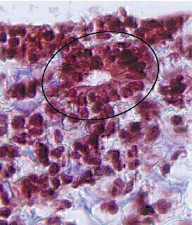 Genuine 3D Cell Culture Technology