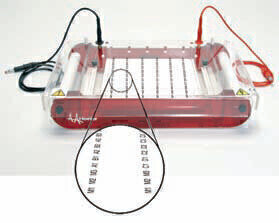 New High Throughput Submarine Gel Electrophoresis Unit