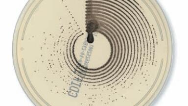 Results in Just 24 Hours with ChromID™ C. Difficile