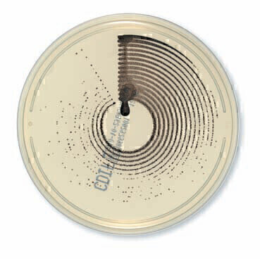 Results in Just 24 Hours with ChromID™ C. Difficile