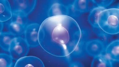 Antibodies for Stem Cell Research