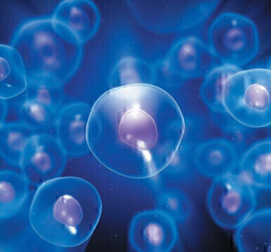 Antibodies for Stem Cell Research