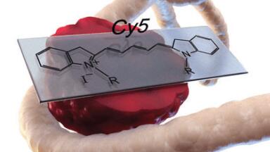 Custom Design Services Offer Custom Optimised Antibody Panels
