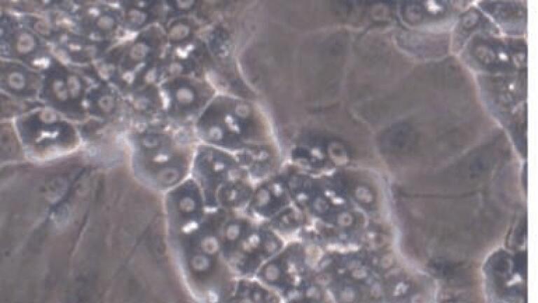 New Distributor of Cryopreserved Terminally Differentiated Human Hepatic Cells