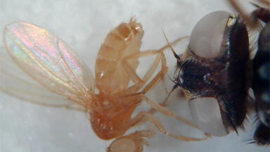 Microplate Reader helps Researchers Unwind the Genetic Clock