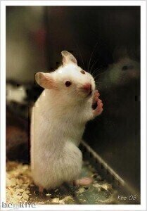 Gene-doping 'new threat to the integrity of competitive sport'