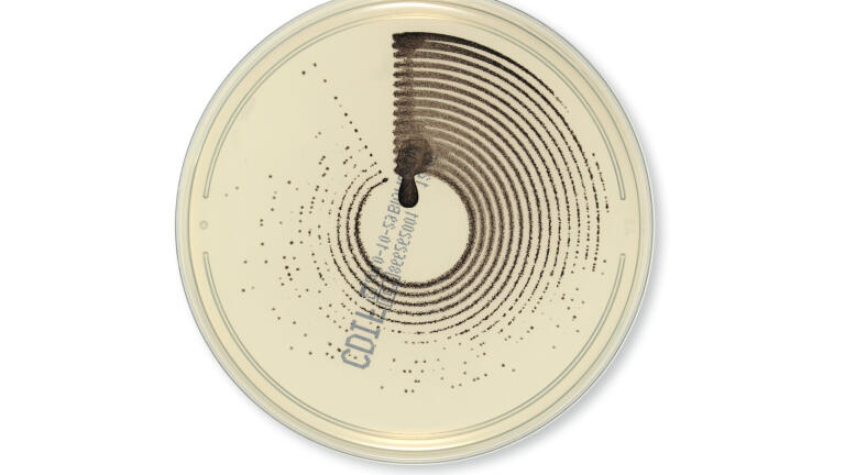 Launch of New Petri Dish Design 