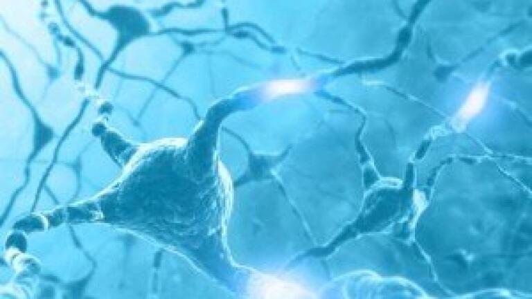 Scientists create new nerve cells from human brain cells