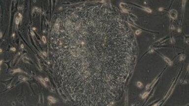 New company formed to supply stem cells to drug manufacturers