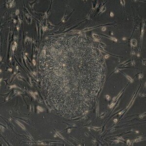 New company formed to supply stem cells to drug manufacturers