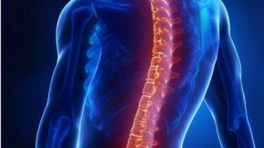 Highly Purified Chondroitinase ABC for Neural Regeneration Research