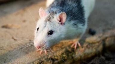 Protein plays vital role in mouse pregnancy