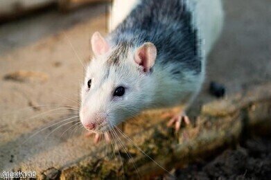 Protein plays vital role in mouse pregnancy 