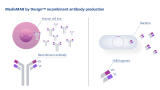 Launch of high quality recombinant Antibody Production Service
