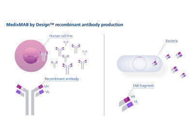 Launch of high quality recombinant Antibody Production Service
