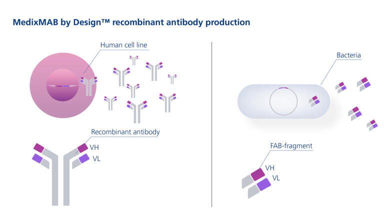 Launch of high quality recombinant Antibody Production Service