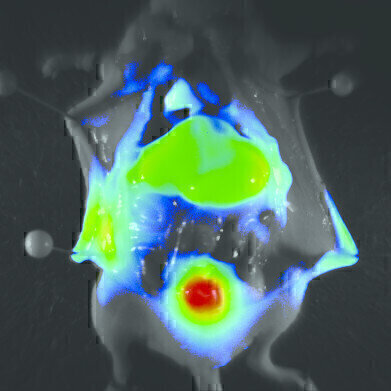 Near Infrared Dye Distribution in a Nude Mouse
