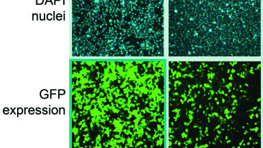 New Reagent provides Easier and More Efficient DNA and siRNA Transfection