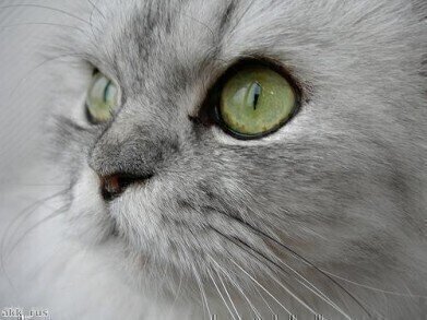 Cats could help in development of HIV vaccine