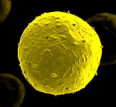 Animal-Free and Endotoxin-Free Stem Cell Factors
