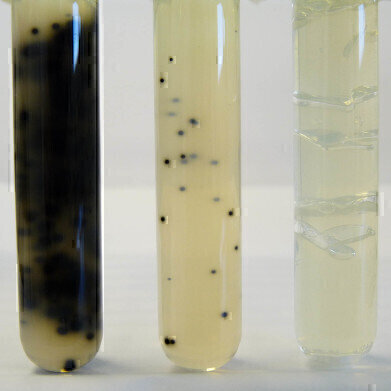 New Iron Sulphite Agar for the Detection of Thermophilic Anaerobes in Canned Foods
