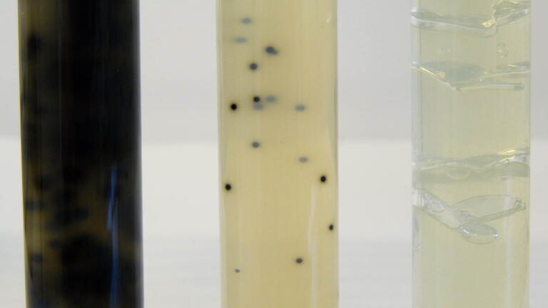 New Iron Sulphite Agar for the Detection of Thermophilic Anaerobes in Canned Foods
