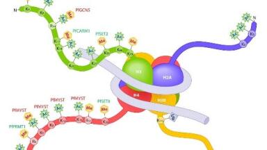 Improving Overall Growth and Performance of Primary Neurons