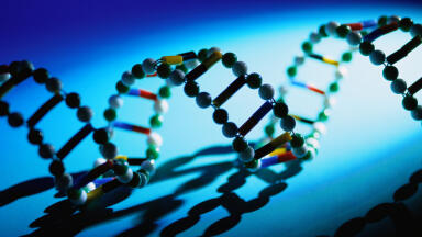 Understanding the Difference between Nucleus and Mitochondrial DNA