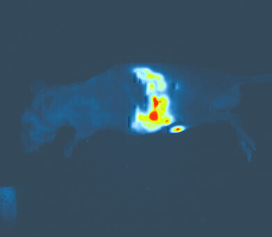 Imaging of Tumour Growth and Metastasis in a Pancreatic Cancer Mouse Model 
