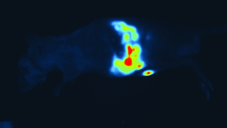 Imaging of Tumour Growth and Metastasis in a Pancreatic Cancer Mouse Model 