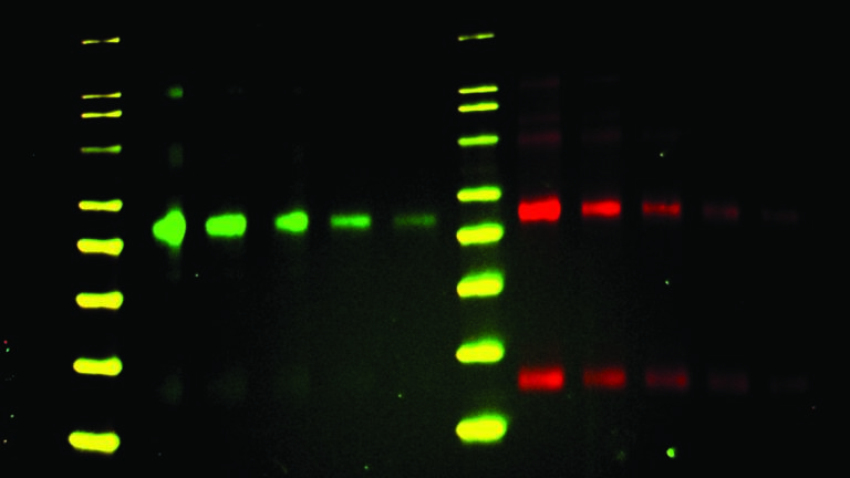 NIR Fluorescent Western Blot Imaging