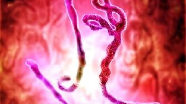 Ebola Antigens and Antibodies for ELISA??