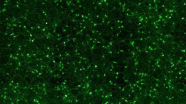 Highly Efficient Neural Transfection Reagent