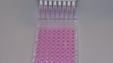 Newly Developed Bioactive Protein Surfaces for Cell Culture Growth