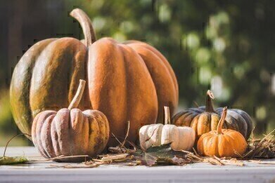 Is This Pumpkin the Largest Fruit Ever?