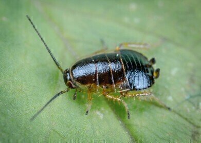 Meet the World’s Next Big Explorers … Cockroaches!