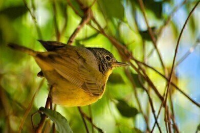 Introducing the Sichuan Bush Warbler – A New Species of Bird