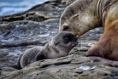 Are New Species Still Born?