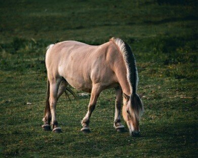 Scientists Sequence World’s Last Wild Horses