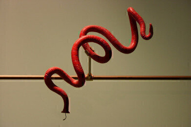 Are Worms the Key to Eternal Youth?
