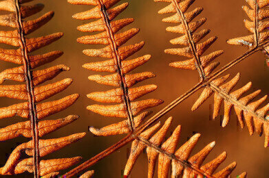 Could a British Fern Be the Next Big Biofuel Source?
