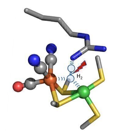 Bacteria’s Hydrogen Splitting Secrets Revealed
